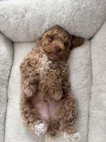 Blonde Boy , a male Poodle - Toy  for sale in Brooksville, FL – Photo 9 of 10