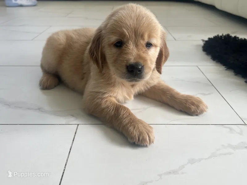 Red Puppy 2 (f) – Golden Retriever puppy for sale in Brooksville, FL