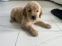 Red Puppy 2 (f), a female Golden Retriever for sale in Brooksville, FL – 1 of 6
