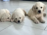 White Puppy 1 (f), a female English Cream Golden Retriever for sale in Brooksville, FL – 5 of 10