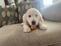June Puppy 3, a male English Cream Golden Retriever for sale in Brooksville, FL – 2 of 7