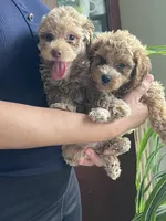 Toy Poodle 2, a male Poodle - Toy  for sale in Brooksville, FL – 5 of 5