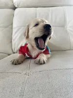 White Puppy 1, a male English Cream Golden Retriever for sale in Brooksville, FL – 2 of 10
