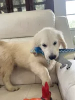 White Puppy 3 (b), a male English Cream Golden Retriever for sale in Brooksville, FL – 1 of 6