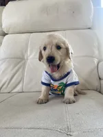 White Puppy 2, a male English Cream Golden Retriever for sale in Brooksville, FL – 6 of 10