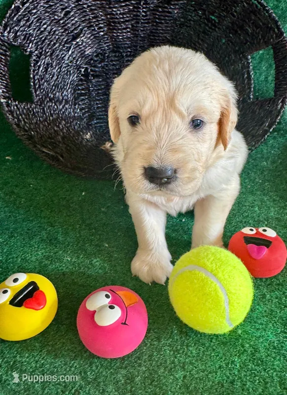 White Puppy 5 (b) , a male English Cream Golden Retriever for sale in Brooksville, FL – 1 of 4