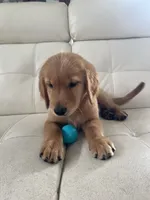 Red Puppy 1 (m), a male Golden Retriever for sale in Brooksville, FL – 4 of 7