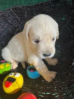 White Puppy 4 (b), a male English Cream Golden Retriever for sale in Brooksville, FL – 1 of 4