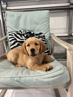 Red Puppy 1 (f), a female Golden Retriever for sale in Brooksville, FL – 2 of 5
