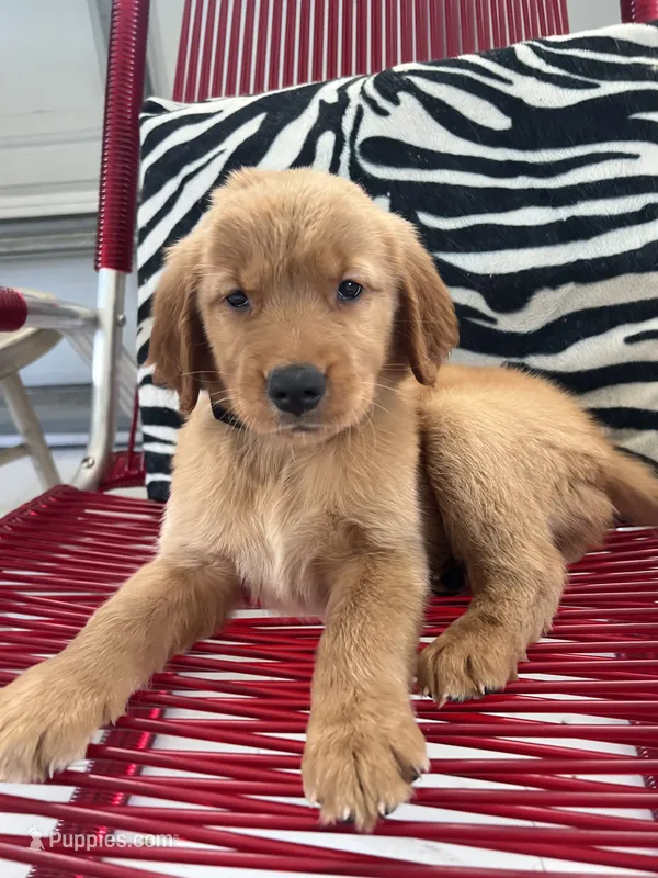 Red Puppy 2 (m) – Golden Retriever puppy for sale in Brooksville, FL