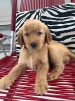 Red Puppy 2 (m), a male Golden Retriever for sale in Brooksville, FL – 1 of 4