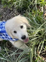 June Puppy 1, a male English Cream Golden Retriever for sale in Brooksville, FL – 4 of 7