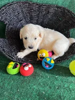 White Puppy 1 (f), a female English Cream Golden Retriever for sale in Brooksville, FL – 3 of 7