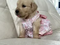 White Puppy .5, a female English Cream Golden Retriever for sale in Brooksville, FL – 8 of 8