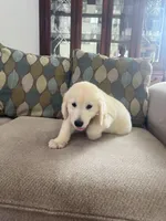 June Puppy 3, a male English Cream Golden Retriever for sale in Brooksville, FL – 4 of 7
