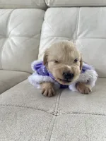 White Puppy .6, a female English Cream Golden Retriever for sale in Brooksville, FL – 7 of 10