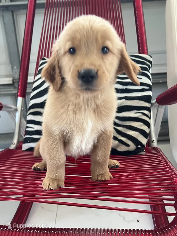Red Puppy 1 (m) – Golden Retriever puppy for sale in Brooksville, FL