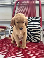 Red Puppy 2 (m), a male Golden Retriever for sale in Brooksville, FL – 4 of 4