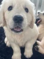 White Puppy 1 (b), a male English Cream Golden Retriever for sale in Brooksville, FL – 10 of 10