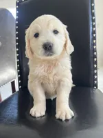 Cream Girl 1, a female English Cream Golden Retriever for sale in Brooksville, FL – Photo 1 of 4