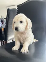 Cream Girl 1, a female English Cream Golden Retriever for sale in Brooksville, FL – Photo 3 of 4