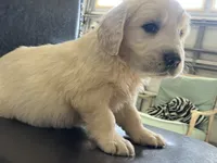 Cream Girl 1, a female English Cream Golden Retriever for sale in Brooksville, FL – Photo 4 of 4