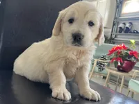 Cream Girl 1, a female English Cream Golden Retriever for sale in Brooksville, FL – Photo 2 of 4