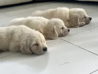 White Puppy 3 (f) , a female English Cream Golden Retriever for sale in Brooksville, FL – 3 of 9