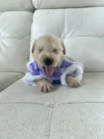 White Puppy .6, a female English Cream Golden Retriever for sale in Brooksville, FL – 4 of 10