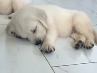 White Puppy 1 (f), a female English Cream Golden Retriever for sale in Brooksville, FL – 8 of 10