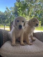 June Puppy 5, a male English Cream Golden Retriever for sale in Brooksville, FL – 5 of 7