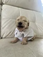 White Puppy .:3, a male English Cream Golden Retriever for sale in Brooksville, FL – 2 of 7