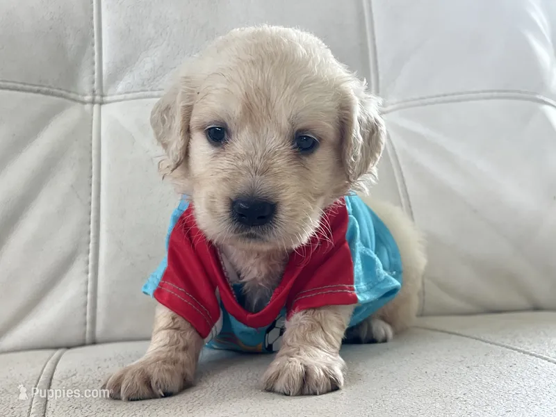 White Puppy .2 – English Cream Golden Retriever puppy for sale in Brooksville, FL