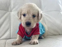 White Puppy .2, a male English Cream Golden Retriever for sale in Brooksville, FL – 1 of 8