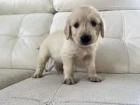 White Puppy 1, a male English Cream Golden Retriever for sale in Brooksville, FL – 8 of 10