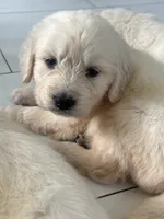 White Puppy 2 (f), a female English Cream Golden Retriever for sale in Brooksville, FL – 8 of 10