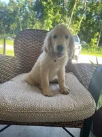 June Puppy 4, a male English Cream Golden Retriever for sale in Brooksville, FL – 2 of 6