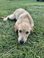 Red Puppy 3 (f), a female Golden Retriever for sale in Brooksville, FL – 5 of 5
