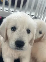White Puppy 1 (b), a male English Cream Golden Retriever for sale in Brooksville, FL – 5 of 10