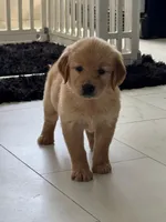 Red Puppy 1 (f), a female Golden Retriever for sale in Brooksville, FL – 4 of 6