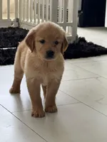Red Puppy 1 (f), a female Golden Retriever for sale in Brooksville, FL – 6 of 6