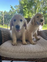 June Puppy 5, a male English Cream Golden Retriever for sale in Brooksville, FL – 2 of 7