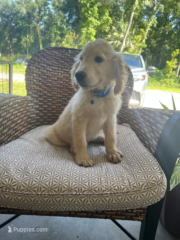 June Puppy 4 – English Cream Golden Retriever puppy for sale in Brooksville, FL