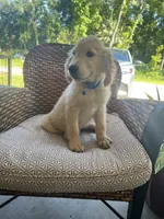 June Puppy 4, a male English Cream Golden Retriever for sale in Brooksville, FL – 1 of 6