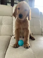 Red Puppy 1 (m), a male Golden Retriever for sale in Brooksville, FL – 5 of 7
