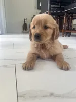 Red Puppy 4 (f), a female Golden Retriever for sale in Brooksville, FL – 2 of 6