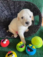 White Puppy 1 (b), a male English Cream Golden Retriever for sale in Brooksville, FL – 2 of 4