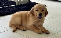 Red Puppy 1 (f), a female Golden Retriever for sale in Brooksville, FL – 2 of 6