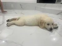 June Puppy 3, a male English Cream Golden Retriever for sale in Brooksville, FL – 5 of 7