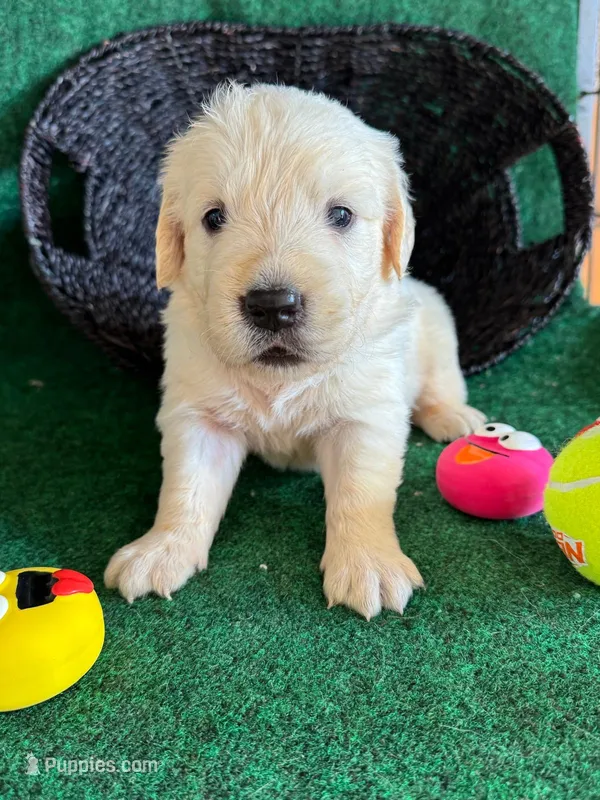 White Puppy 4 (b)  – English Cream Golden Retriever puppy for sale in Brooksville, FL